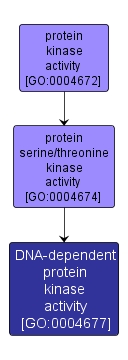 GO:0004677 - DNA-dependent protein kinase activity (interactive image map)