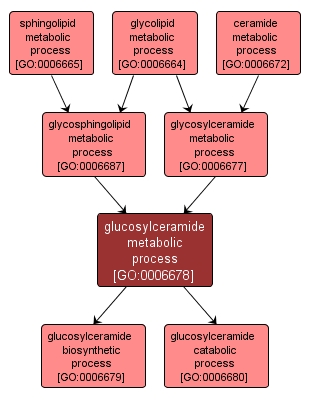 GO:0006678 - glucosylceramide metabolic process (interactive image map)