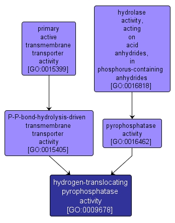 GO:0009678 - hydrogen-translocating pyrophosphatase activity (interactive image map)