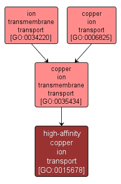 GO:0015678 - high-affinity copper ion transport (interactive image map)