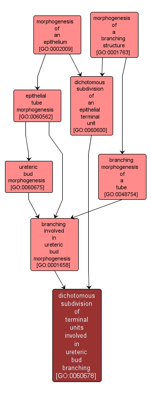 GO:0060678 - dichotomous subdivision of terminal units involved in ureteric bud branching (interactive image map)