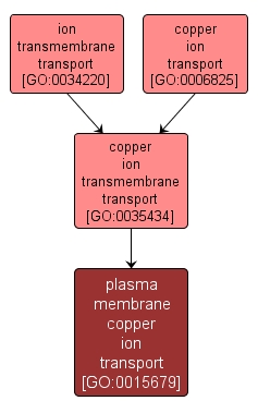 GO:0015679 - plasma membrane copper ion transport (interactive image map)
