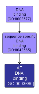 GO:0003680 - AT DNA binding (interactive image map)