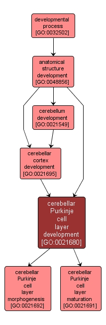 GO:0021680 - cerebellar Purkinje cell layer development (interactive image map)