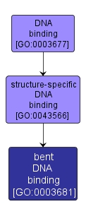 GO:0003681 - bent DNA binding (interactive image map)