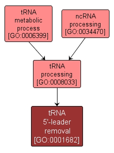 GO:0001682 - tRNA 5'-leader removal (interactive image map)
