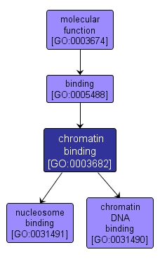 GO:0003682 - chromatin binding (interactive image map)