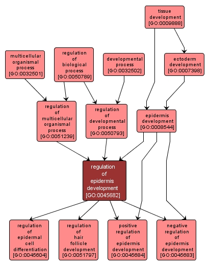 GO:0045682 - regulation of epidermis development (interactive image map)