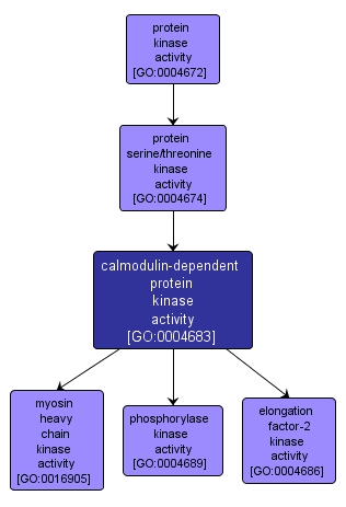 GO:0004683 - calmodulin-dependent protein kinase activity (interactive image map)