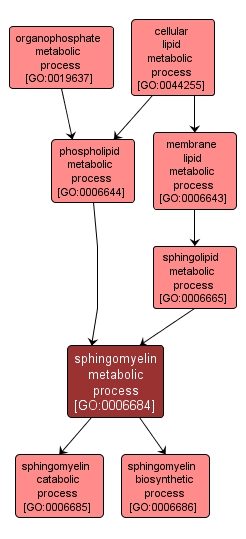 GO:0006684 - sphingomyelin metabolic process (interactive image map)