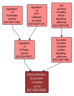 GO:0031684 - heterotrimeric G-protein complex cycle (interactive image map)