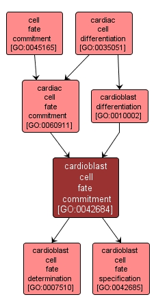 GO:0042684 - cardioblast cell fate commitment (interactive image map)