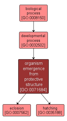 GO:0071684 - organism emergence from protective structure (interactive image map)