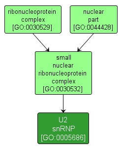 GO:0005686 - U2 snRNP (interactive image map)