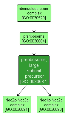 GO:0030687 - preribosome, large subunit precursor (interactive image map)