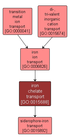 GO:0015688 - iron chelate transport (interactive image map)