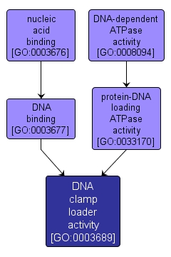 GO:0003689 - DNA clamp loader activity (interactive image map)