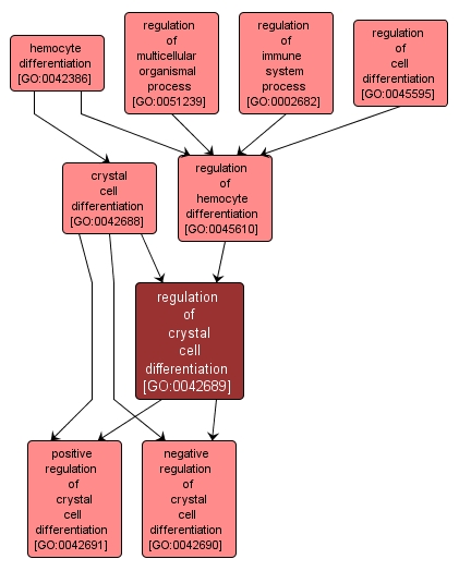 GO:0042689 - regulation of crystal cell differentiation (interactive image map)