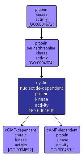 GO:0004690 - cyclic nucleotide-dependent protein kinase activity (interactive image map)