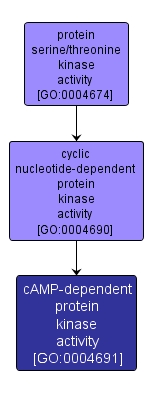 GO:0004691 - cAMP-dependent protein kinase activity (interactive image map)
