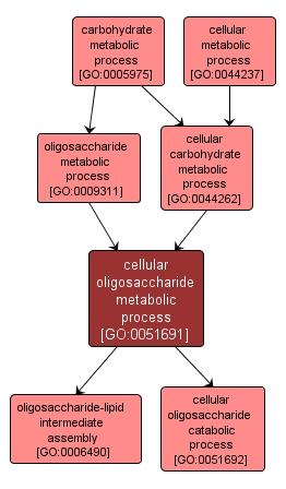 GO:0051691 - cellular oligosaccharide metabolic process (interactive image map)