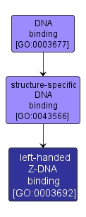 GO:0003692 - left-handed Z-DNA binding (interactive image map)
