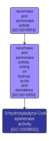 GO:0008692 - 3-hydroxybutyryl-CoA epimerase activity (interactive image map)