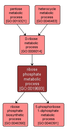 GO:0019693 - ribose phosphate metabolic process (interactive image map)