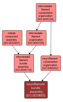GO:0033693 - neurofilament bundle assembly (interactive image map)