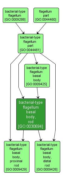 GO:0030694 - bacterial-type flagellum basal body, rod (interactive image map)