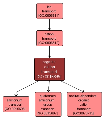 GO:0015695 - organic cation transport (interactive image map)