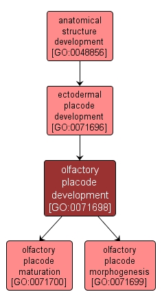 GO:0071698 - olfactory placode development (interactive image map)