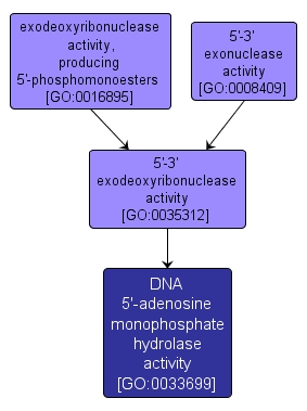 GO:0033699 - DNA 5'-adenosine monophosphate hydrolase activity (interactive image map)