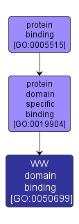 GO:0050699 - WW domain binding (interactive image map)