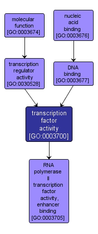 GO:0003700 - transcription factor activity (interactive image map)