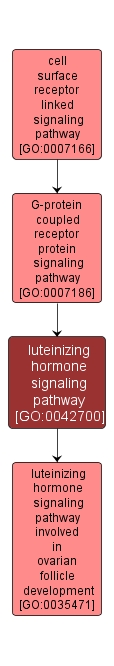 GO:0042700 - luteinizing hormone signaling pathway (interactive image map)