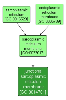 GO:0014701 - junctional sarcoplasmic reticulum membrane (interactive image map)