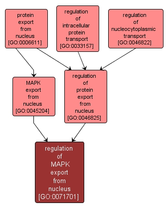 GO:0071701 - regulation of MAPK export from nucleus (interactive image map)