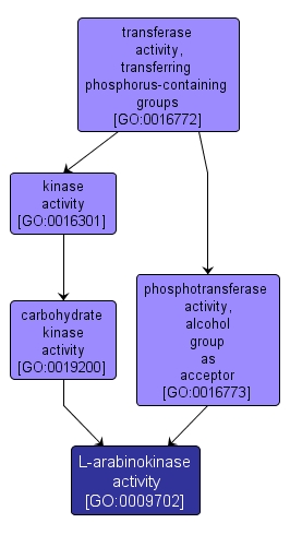 GO:0009702 - L-arabinokinase activity (interactive image map)