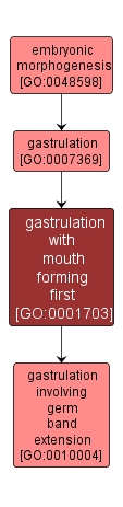 GO:0001703 - gastrulation with mouth forming first (interactive image map)