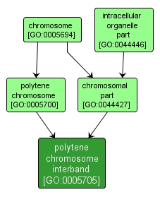 GO:0005705 - polytene chromosome interband (interactive image map)