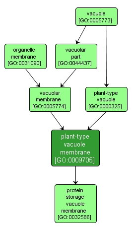 GO:0009705 - plant-type vacuole membrane (interactive image map)