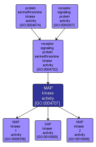 GO:0004707 - MAP kinase activity (interactive image map)
