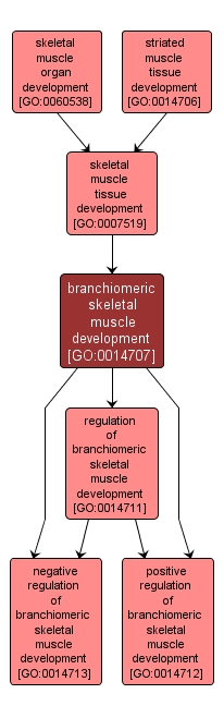 GO:0014707 - branchiomeric skeletal muscle development (interactive image map)