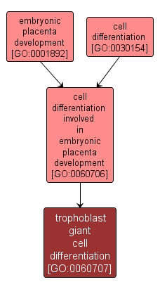GO:0060707 - trophoblast giant cell differentiation (interactive image map)