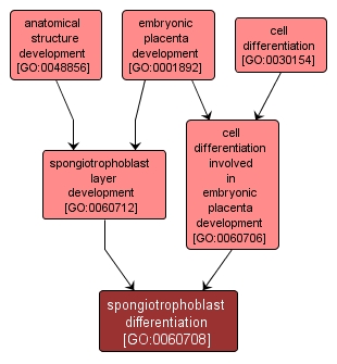 GO:0060708 - spongiotrophoblast differentiation (interactive image map)