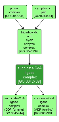 GO:0042709 - succinate-CoA ligase complex (interactive image map)