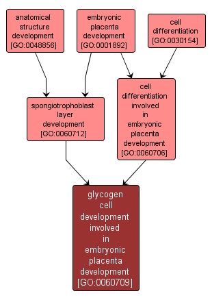 GO:0060709 - glycogen cell development involved in embryonic placenta development (interactive image map)