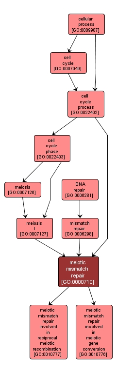 GO:0000710 - meiotic mismatch repair (interactive image map)
