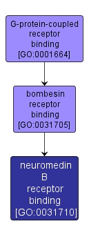 GO:0031710 - neuromedin B receptor binding (interactive image map)